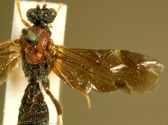 Astomaspis_violaceipennis_HOLOTYPE