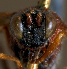 Astomaspis_violaceipennis_HOLOTYPE