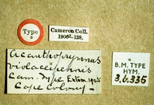 Astomaspis_violaceipennis_labels