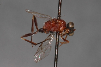 Caenoaulax_striatus