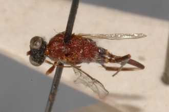 Caenoaulax_striatus