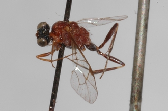 Caenoaulax_striatus