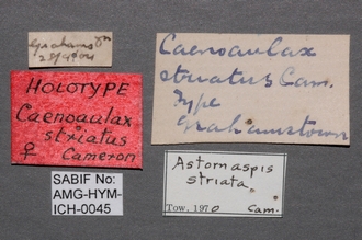 Caenoaulax_striatus_labels