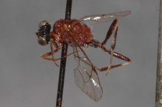 Caenoaulax_striatus