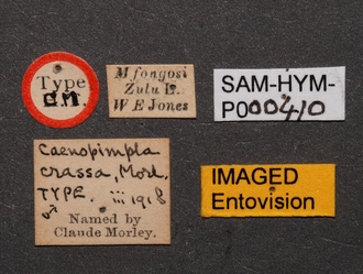 Caenopimpla_crassa_SAM-HYM-P000410_labels_1
