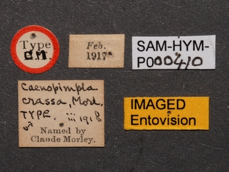 Caenopimpla_crassa_SAM-HYM-P000410_labels_2