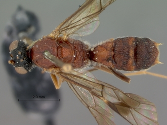 Astomaspis_coelebs_HOLOTYPE
