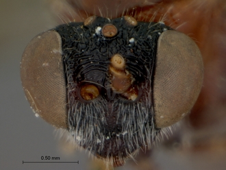 Astomaspis_coelebs_HOLOTYPE