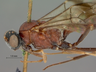 Astomaspis_coelebs_HOLOTYPE