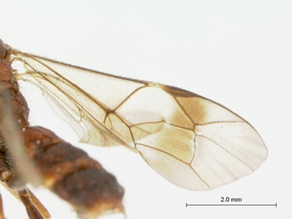Astomaspis_coelebs_HOLOTYPE