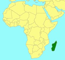 Bodedia ankaratrae_map