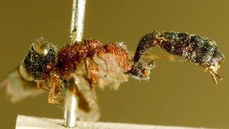 Diracela_latifasciata
