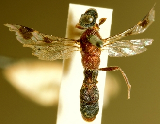 Diracela_latifasciata_HOLOTYPE