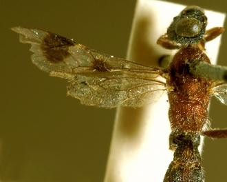 Diracela_latifasciata_HOLOTYPE