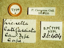 Diracela_latifasciata_labels