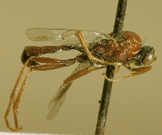 Lienella_nigriceps
