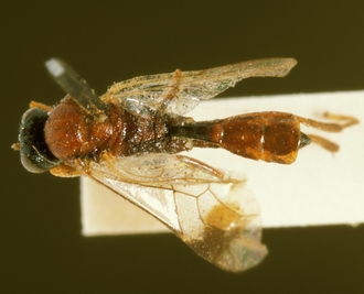 Lienella_nigriceps_HOLOTYPE