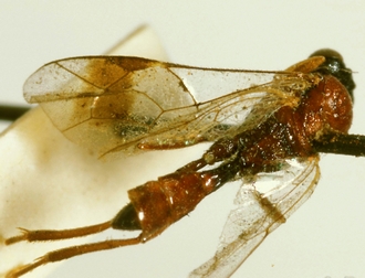 Lienella_nigriceps_HOLOTYPE