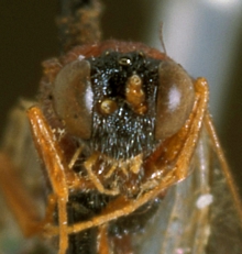 Lienella_nigriceps_HOLOTYPE