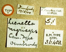 Lienella_nigriceps_labels