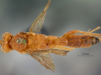 Lienella_tisisthenes_SAM-HYM-P000405_dorsal