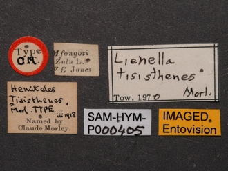 Lienella_tisisthenes_SAM-HYM-P000405_labels_1