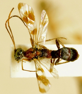 Paraphylax_ nitidisentis_HOLOTYPE