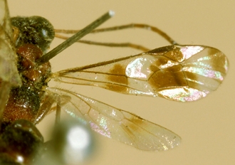 Paraphylax_ nitidisentis_HOLOTYPE