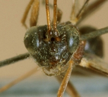 Paraphylax_ nitidisentis_HOLOTYPE