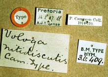Paraphylax_ nitidisentis_labels