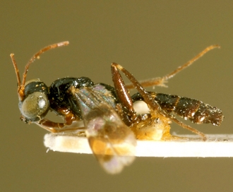 Paraphylax_annulipes_HOLOTYPE