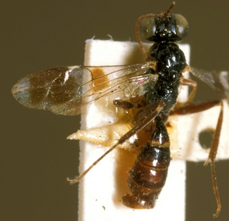 Paraphylax_annulipes