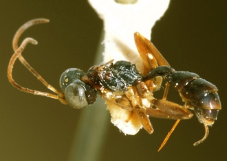 Paraphylax_caffer_HOLOTYPE