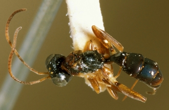 Paraphylax_caffer_HOLOTYPE