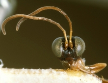 Paraphylax_caffer_HOLOTYPE