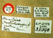 Paraphylax_caffer_labels