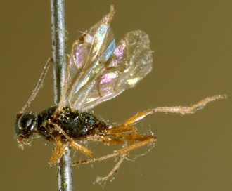 Gelis_balteatus