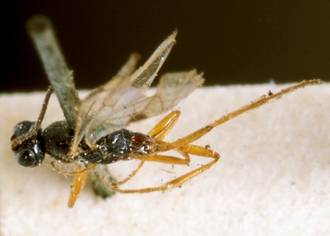 Gelis_balteatus_HOLOTYPE