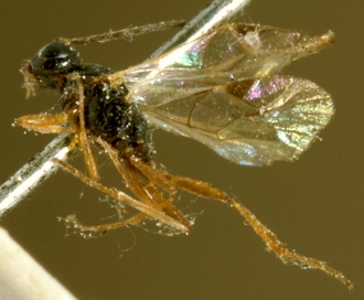 Gelis_balteatus_HOLOTYPE
