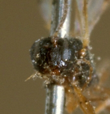 Gelis_balteatus_HOLOTYPE