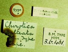 Gelis_balteatus_labels