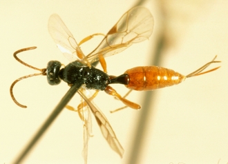 Xenolytus_bitinctus_NONO-TYPE