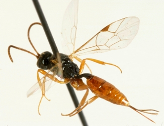 Xenolytus_bitinctus_NON-TYPE