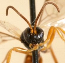 Xenolytus_bitinctus_NON-TYPE