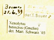 Xenolytus_bitinctus_labels