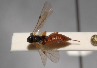 Pimpla_castaniventris_HOLOTYPE
