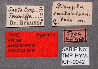 Pimpla_castaniventris_labels