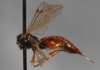 Pimpla_castaniventris_HOLOTYPE