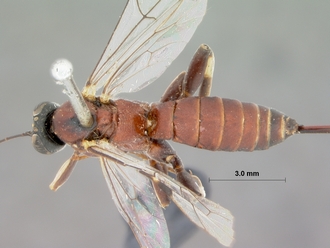 Itoplectis_rugosus_HOLOTYPE
