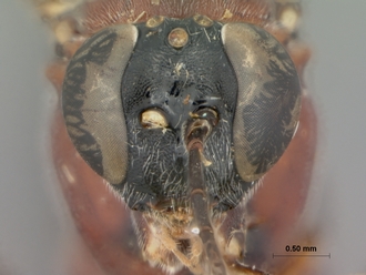 Itoplectis_rugosus_HOLOTYPE